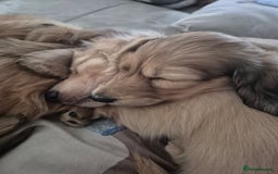Miniature Dachshund dogs for sale: Miniature dachshunds Long haired cream KC reg  - Image 14