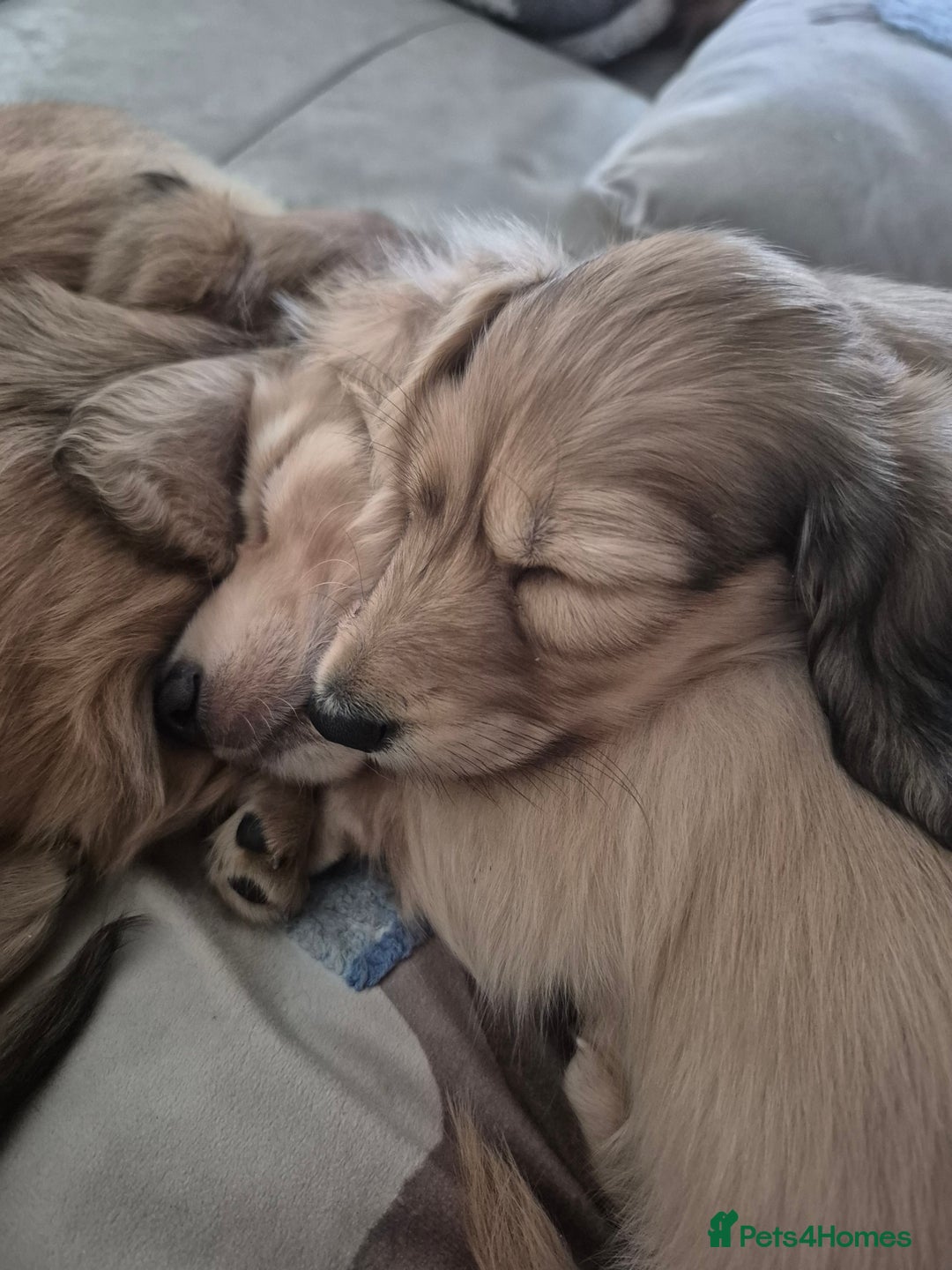 Miniature Dachshund dogs for sale: Miniature dachshunds Long haired cream KC reg  - Image 14