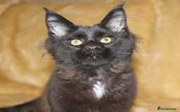 Maine Coon cats for sale: Adorable GCCF Black smoke Maine Coons kittens  - Image 7