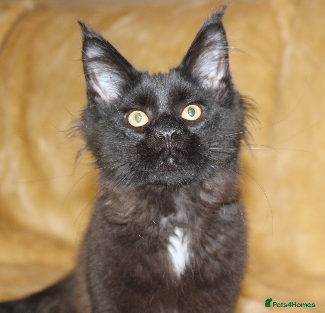 Maine Coon cats for sale: Adorable GCCF Black smoke Maine Coons kittens  - Image 7