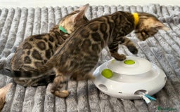 Bengal cats for sale: 12 Bengal Cubs Ready for Their Forever Home - Image 20