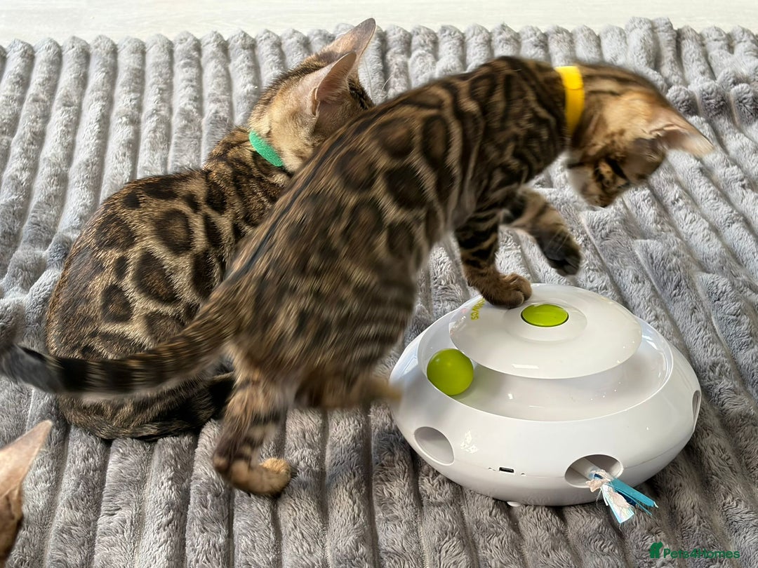 Bengal cats for sale: 12 Bengal Cubs Ready for Their Forever Home - Image 20