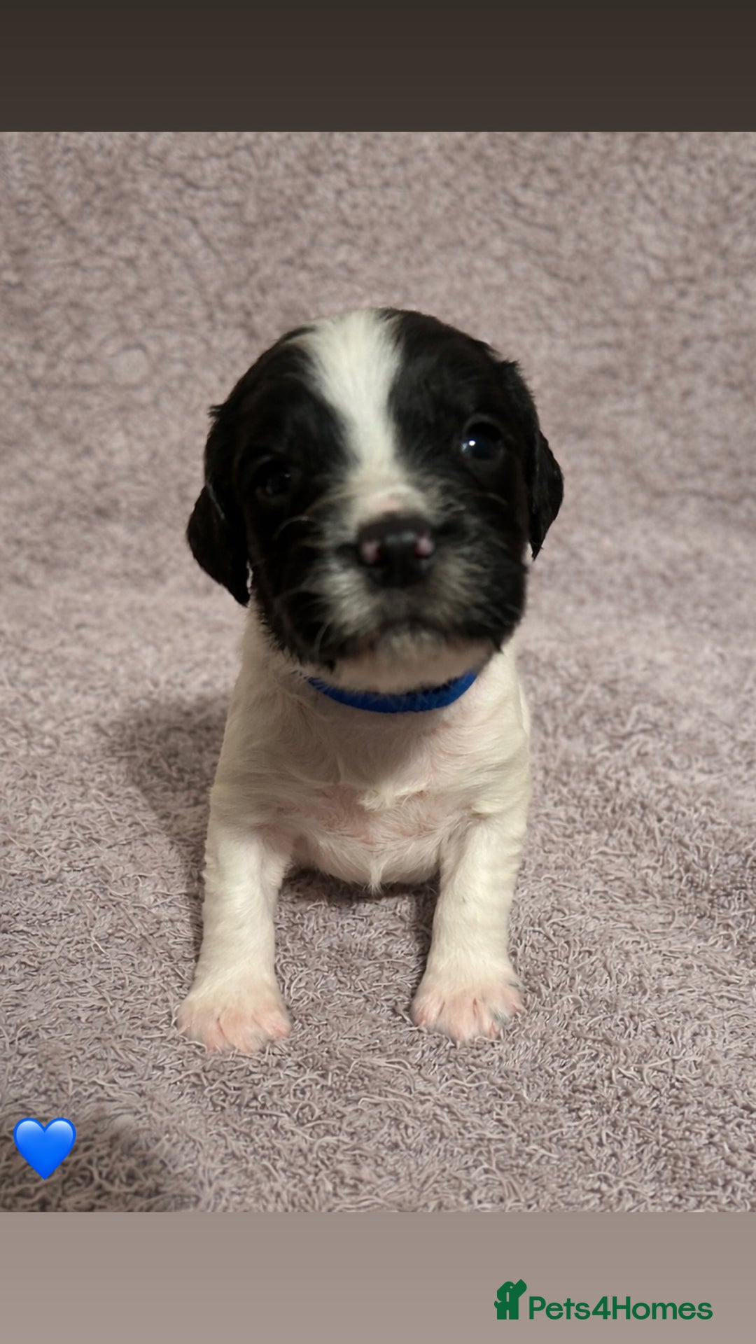 English Springer Spaniel dogs for sale: KC Registered Working Springer Spaniel Puppies  - Advert 10