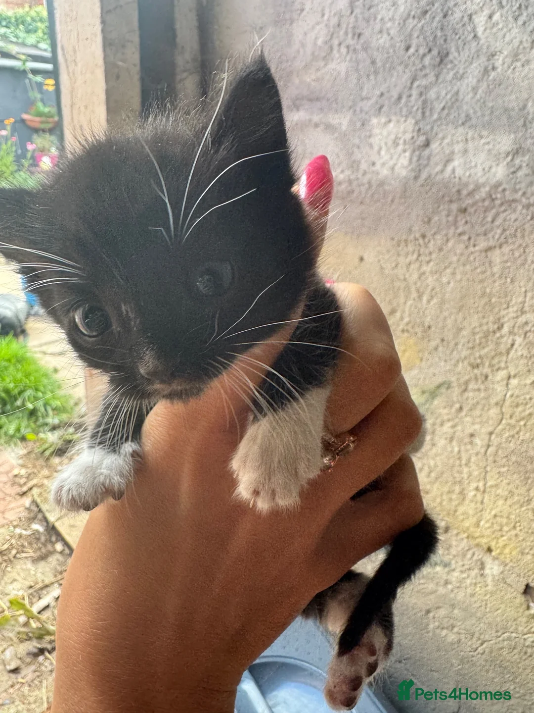 Mixed Breed cats for sale:  ** s to good homes in Spalding - Advert 3