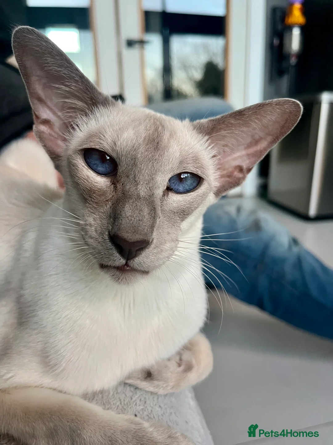 Siamese cats for sale: Supreme Pedigree Siamese kittens GCCF registered  - Advert 4