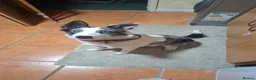 Border Collie dogs for sale: Kayah - Advert 8