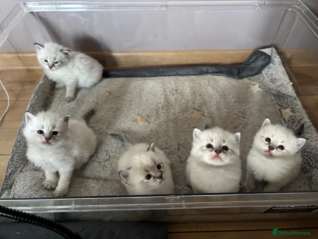 Siberian cats for sale: Champion Line Kitens - Advert 1