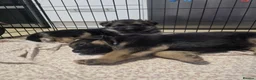 German Shepherd dogs for sale: German Shepherd Pups in Newcastle - Advert 9