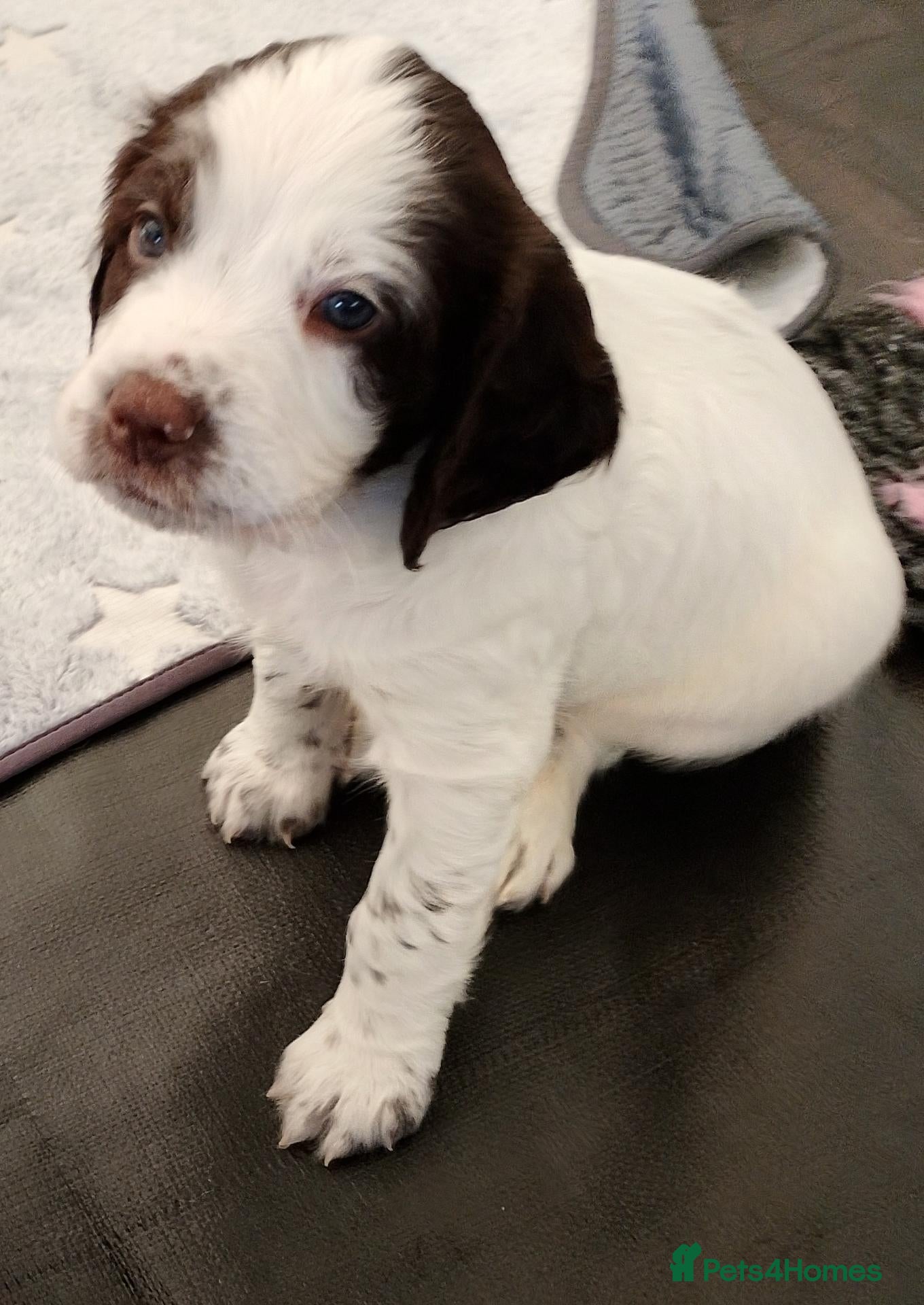 Sprocker dogs A Gorgeous Roan Sprocker Spaniel Puppy - Advert 1