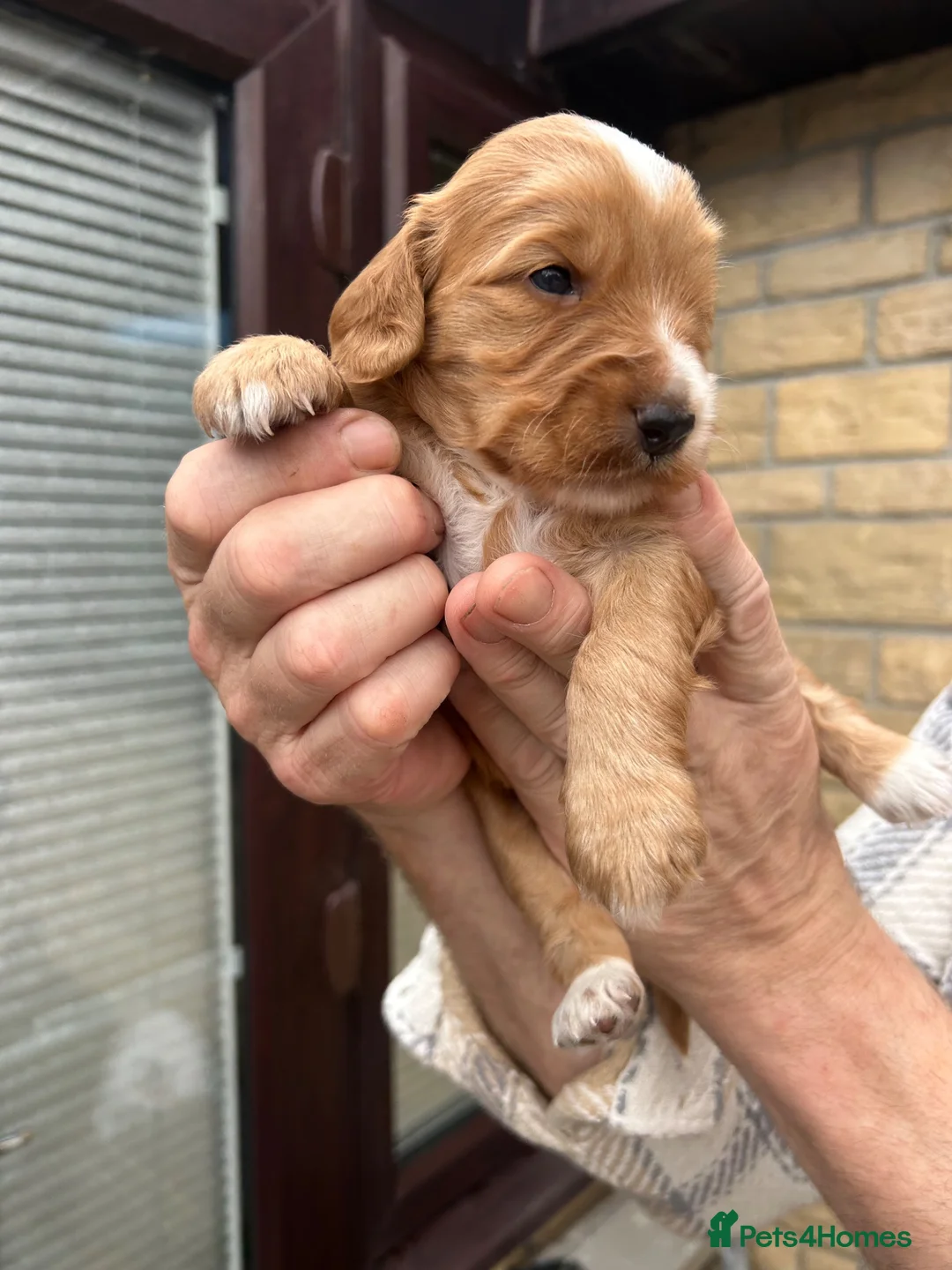 Cockapoo dogs for sale: F2 Cockapoo pups in Burnley - Advert 19