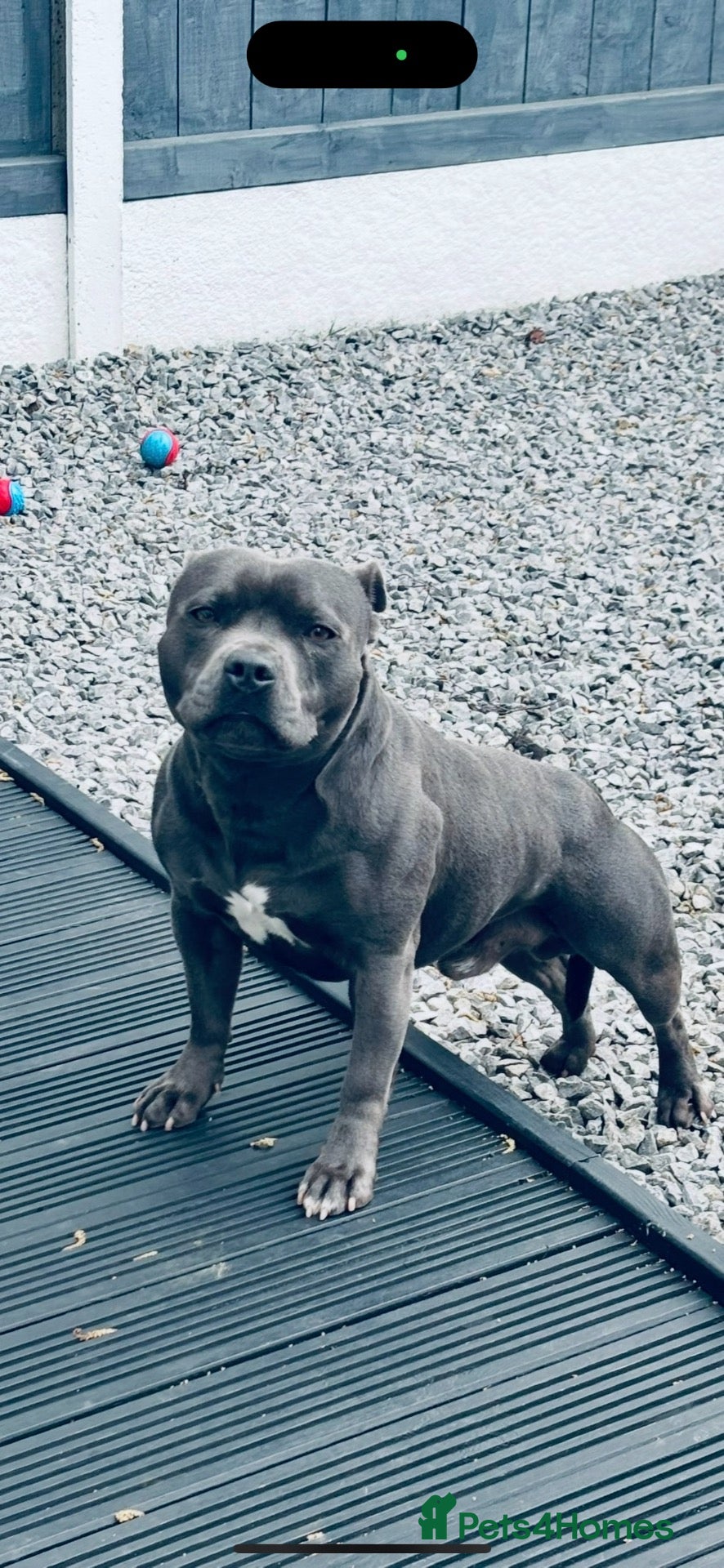 Staffordshire Bull Terrier dogs Proven For Stud KC Blue Staffordshire Bull Terrier - Advert 4