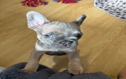French Bulldog dogs for sale: 3 beautiful pedigree French bulldog puppies  - Image 22