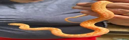 Snake reptiles for sale: Mixed Snakes - Advert 10