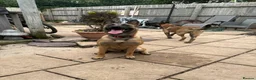 Belgian Shepherd Dog dogs for sale: Belgian mals  - Advert 7
