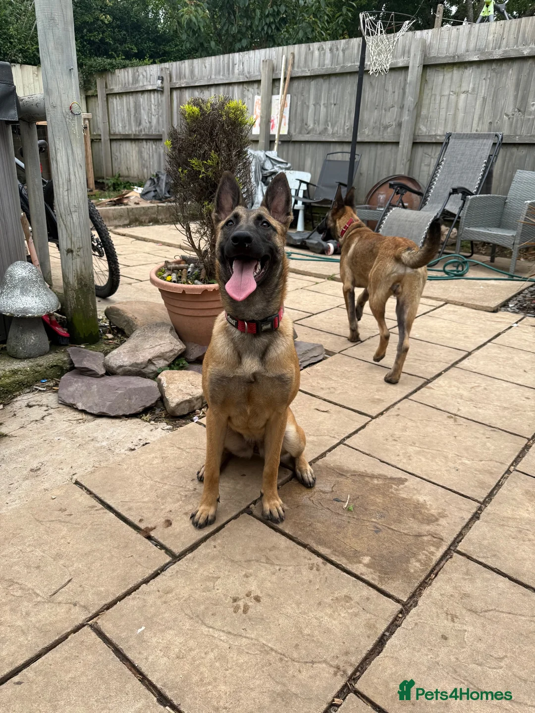 Belgian Shepherd Dog dogs for sale: Belgian mals  - Advert 7