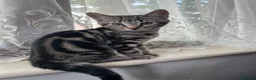 Mixed Breed cats for sale: 2 Lovely Tabby Mixed Breed Kittens – 3 Months Old in London - Advert 6