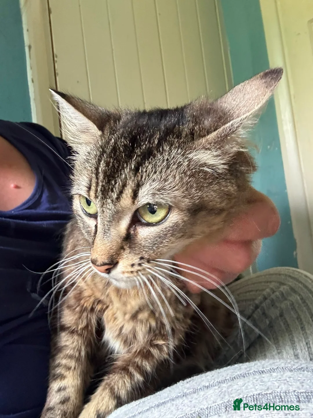 Domestic Shorthair cats for adoption: Sweet Tiger - Adopt Cats in Crisis East London - Advert 4