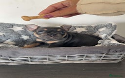 French Bulldog dogs for sale: adorable litter of french bulldogs - Image 12