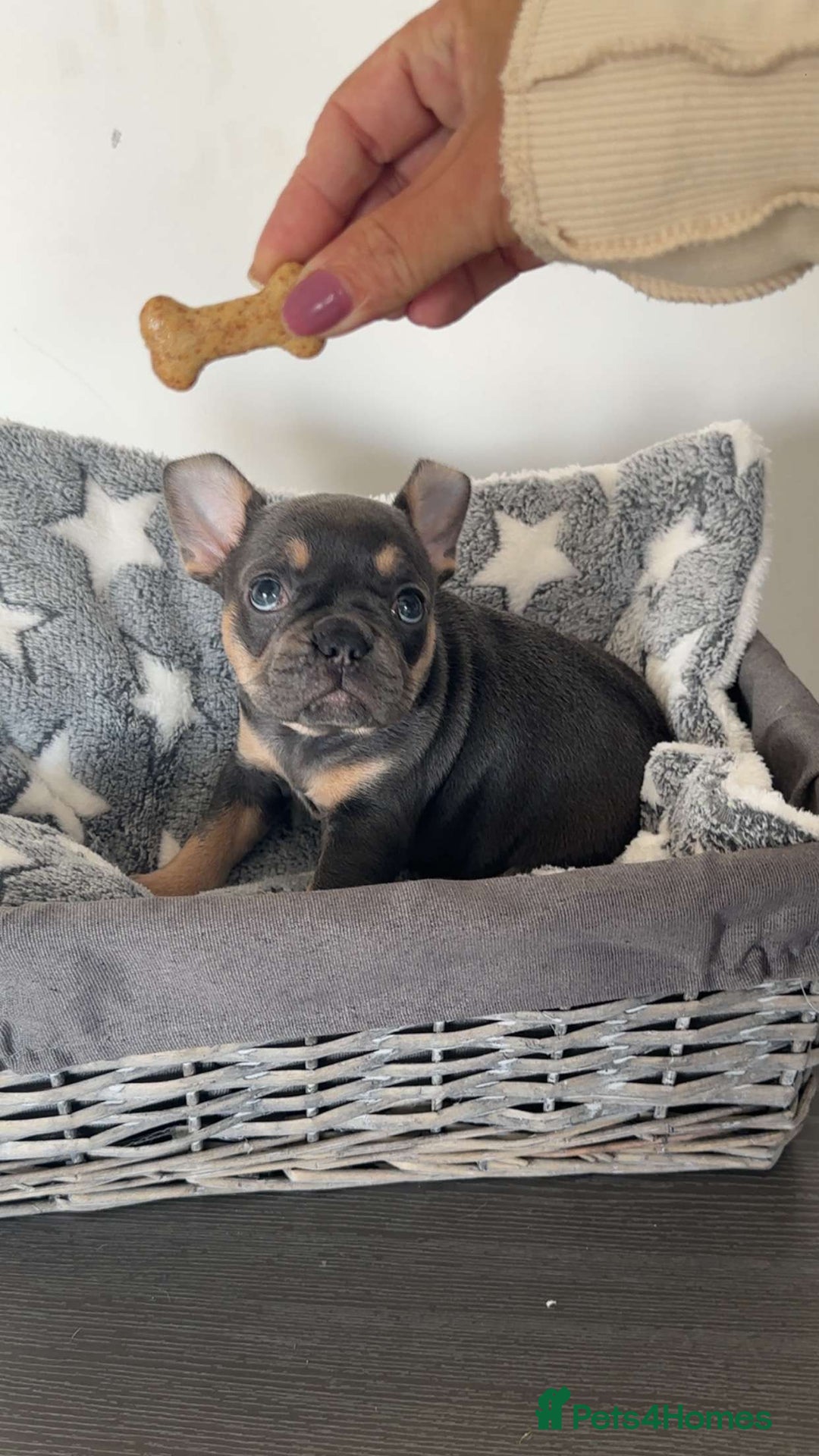 French Bulldog dogs for sale: adorable litter of french bulldogs - Image 12