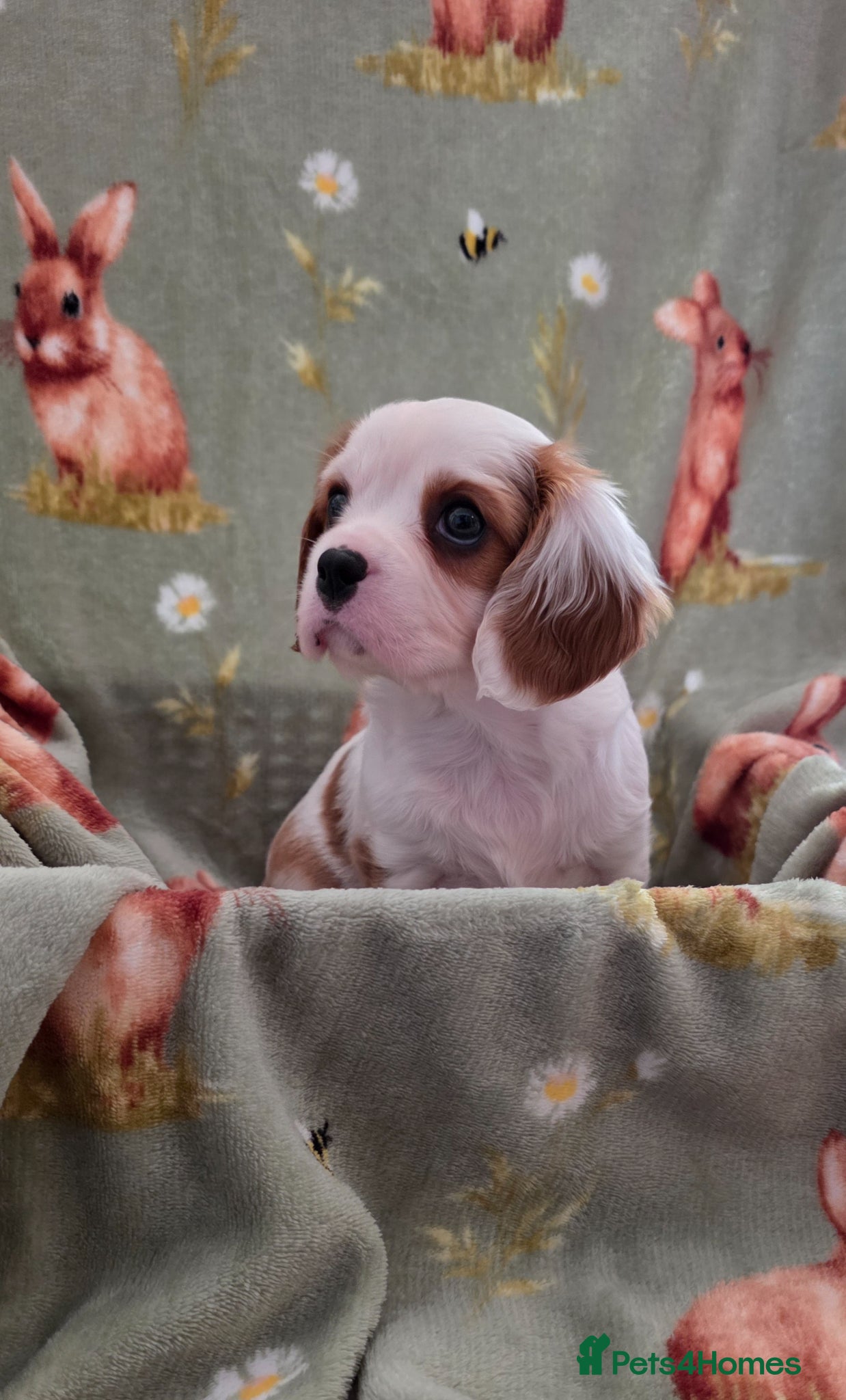 Cavalier King Charles Spaniel dogs LAST cavalier king charles male pup health tested - Advert 18