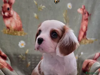 Cavalier King Charles Spaniel dogs LAST cavalier king charles male pup health tested - Advert 18