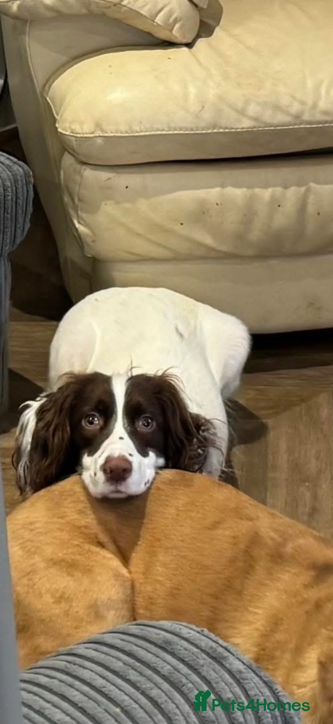 Mixed Breed dogs for sale: 8 month old puppy - Advert 1