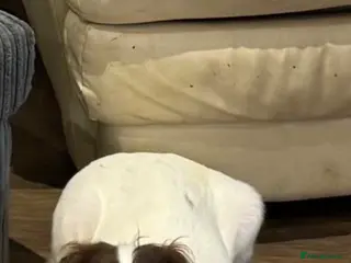 Mixed Breed dogs 8 month old puppy - Advert 18