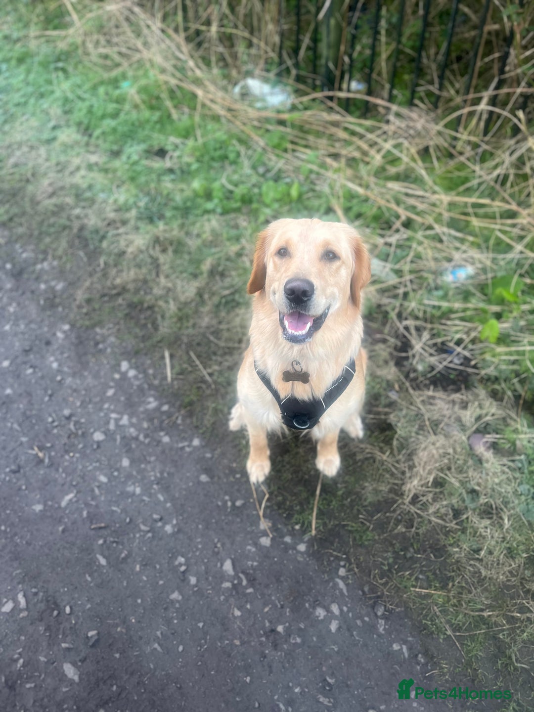 Golden Retriever dogs for sale: Golden retriever puppies - Image 11
