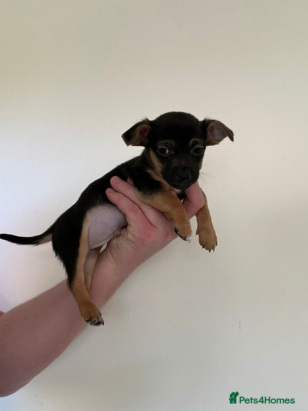 Jack Russell dogs for sale: Jack Russell  - Advert 3