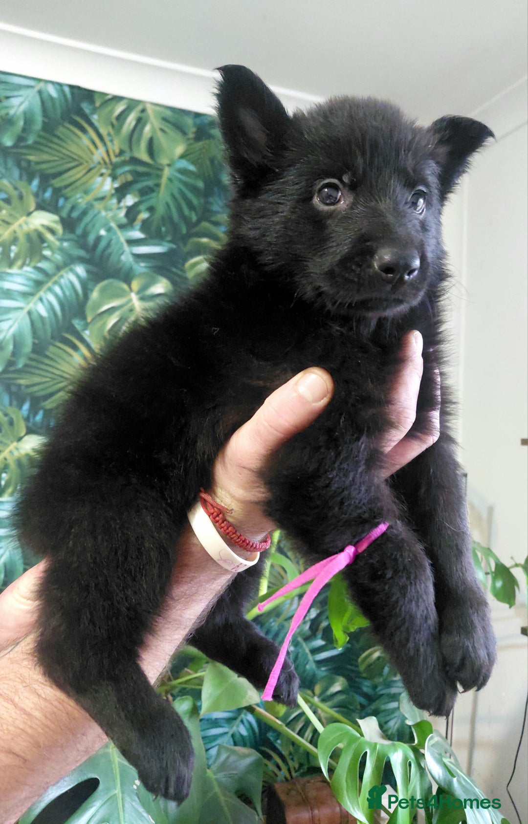 German Shepherd dogs for sale: German shepherd puppies - Advert 24