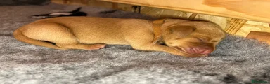 Labrador Retriever Puppy 2