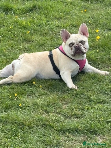 Gallery Image {{count}}