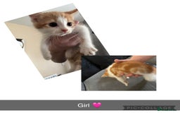 Domestic Shorthair cats for sale: Kittens for sale  - Image 2