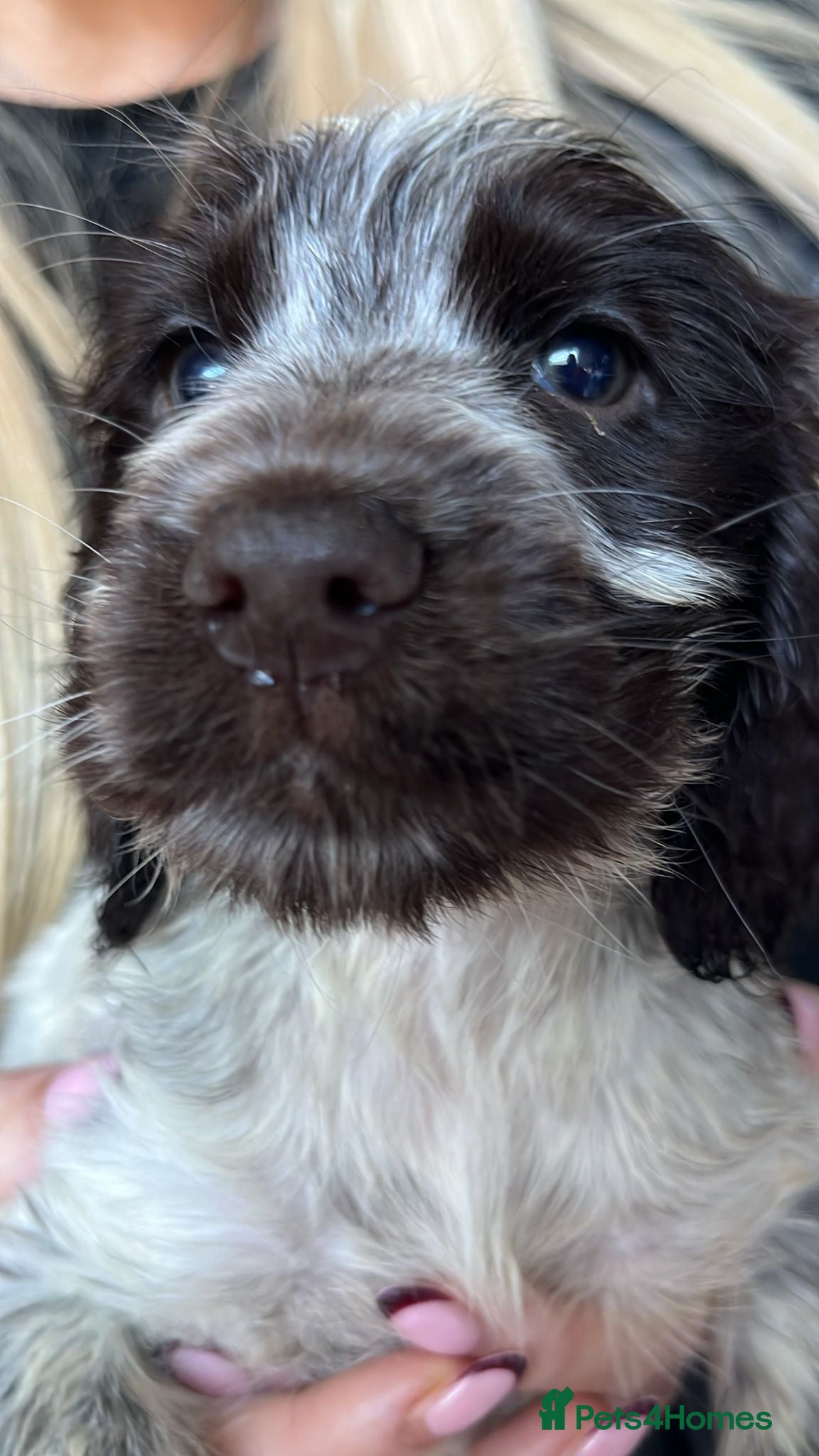 Cocker Spaniel dogs REDUCED!! 1 BOY PUPPY KC REG HEALTH TESTED - Advert 4