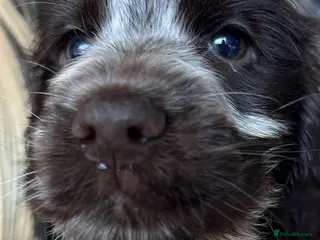 Cocker Spaniel dogs REDUCED!! 1 BOY PUPPY KC REG HEALTH TESTED - Advert 4