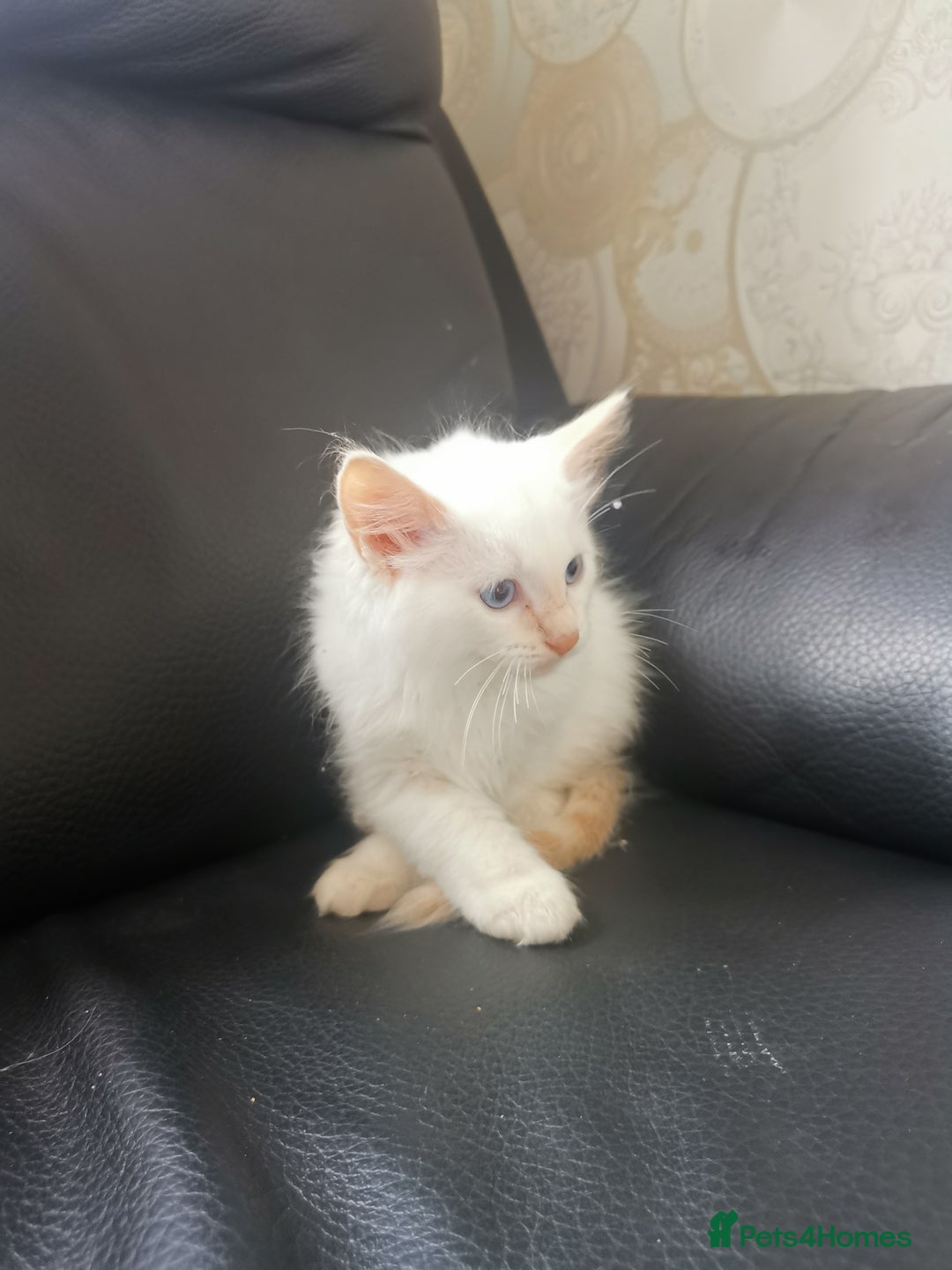 Ragdoll cats for sale: Pure breed health tested ragdoll kittens  - Image 12