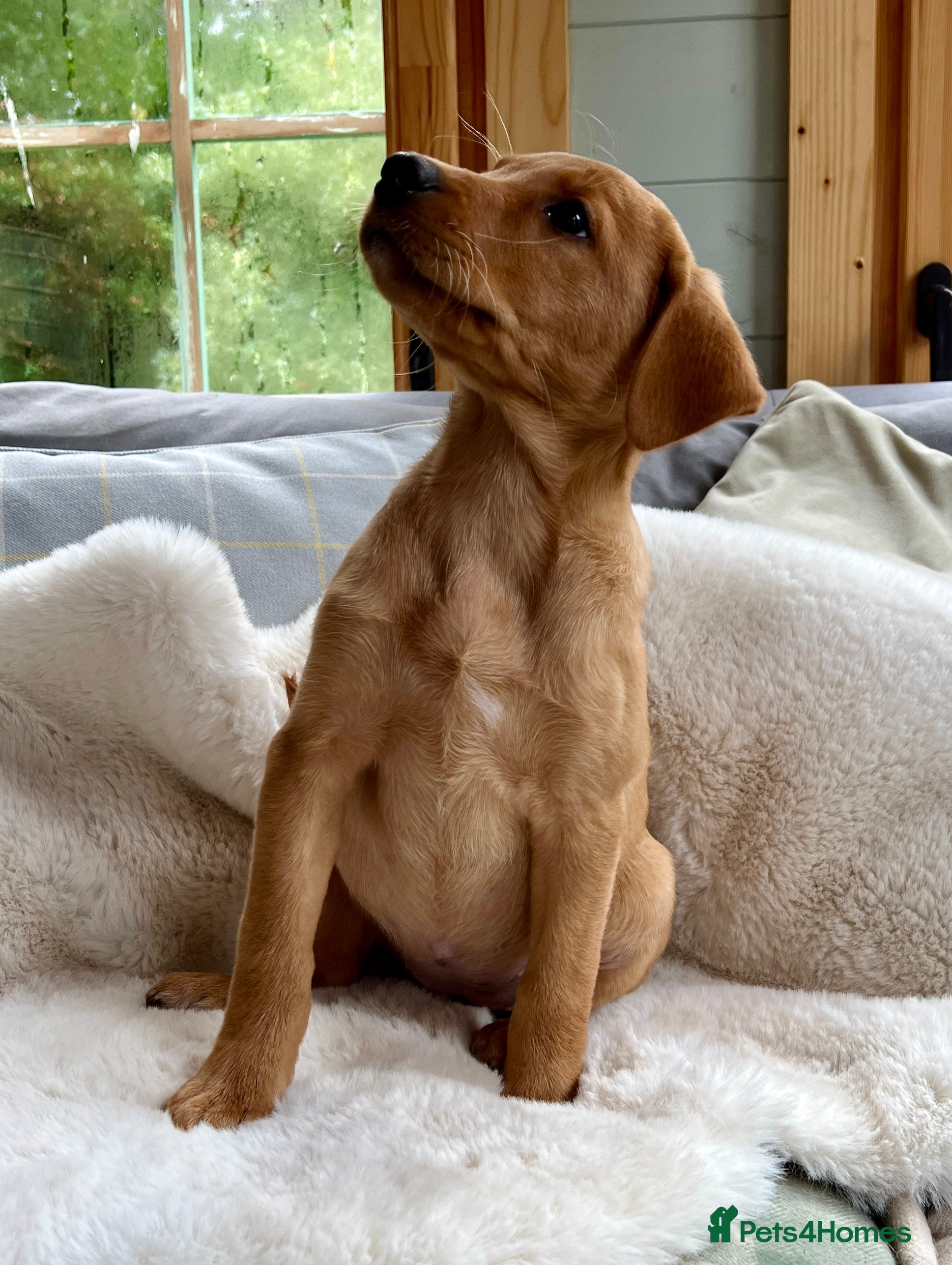 Labrador Retriever dogs KC reg Labrador , health tested parents  - Advert 2