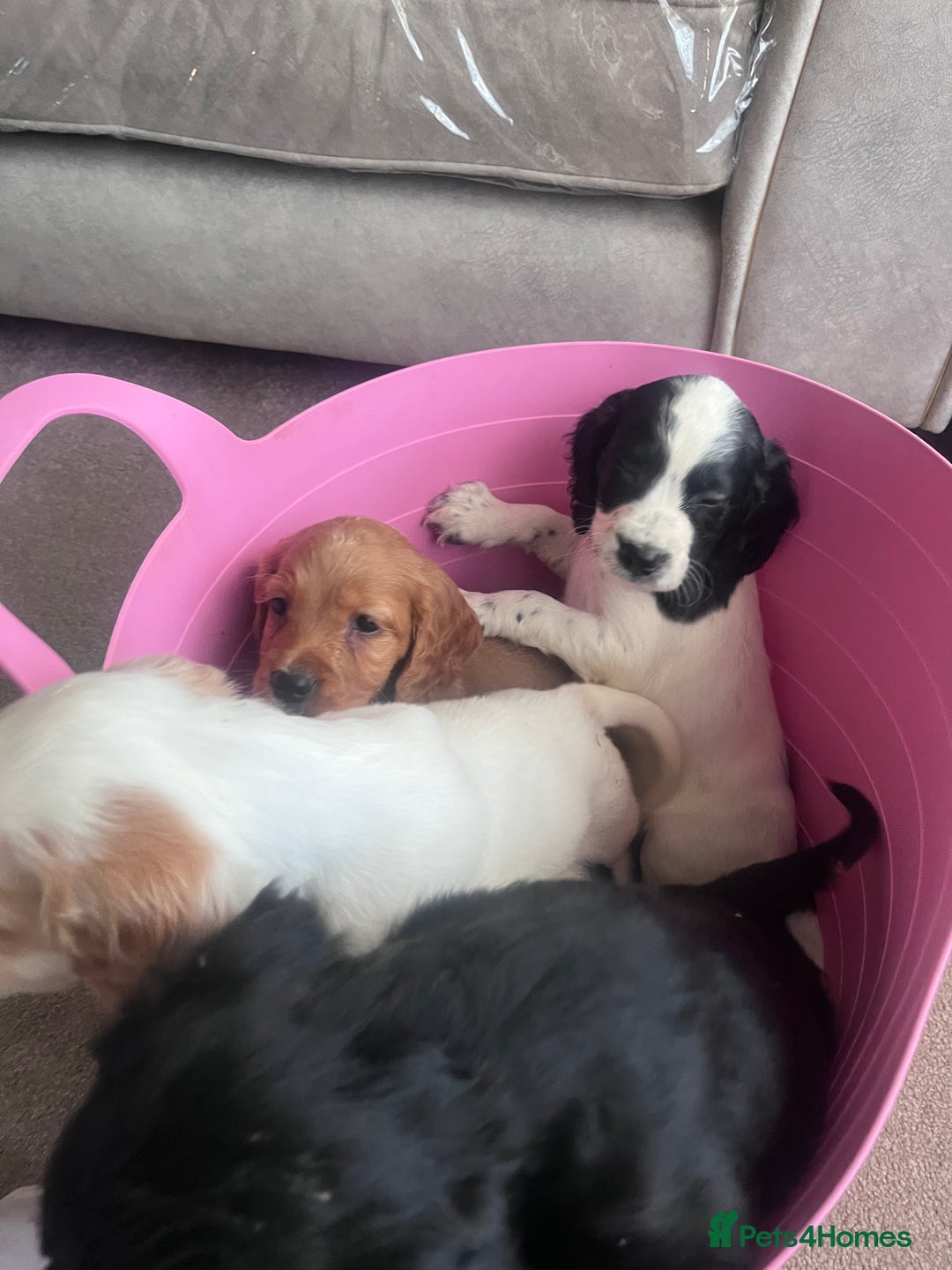 Cocker Spaniel dogs for sale: Cocker spaniels  - Image 11