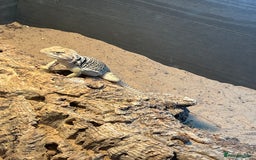 Lizard reptiles for sale: Female Collared Lizzard +Full set up - Image 3