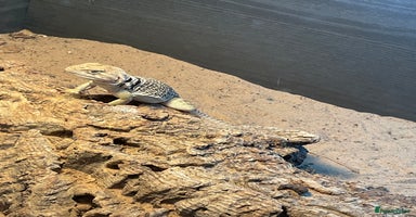 Lizard reptiles - Advert 4