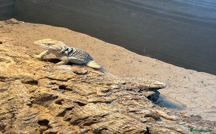 Lizard reptiles - Advert 1