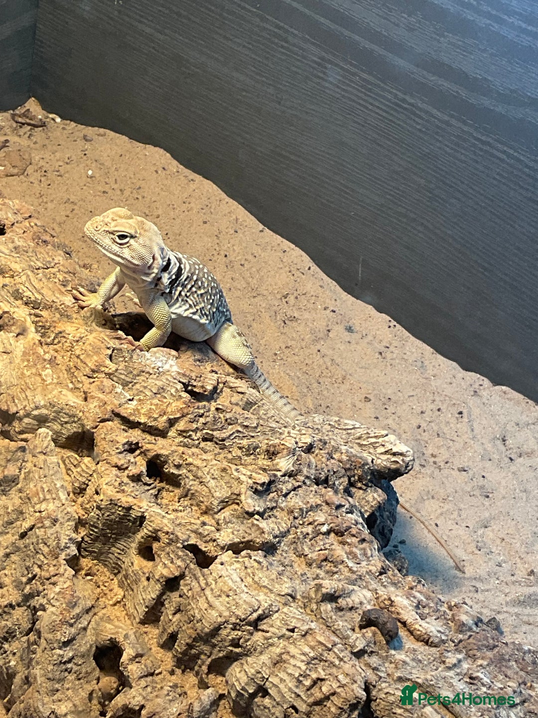 Lizard reptiles for sale: Female Collared Lizzard +Full set up - Image 3