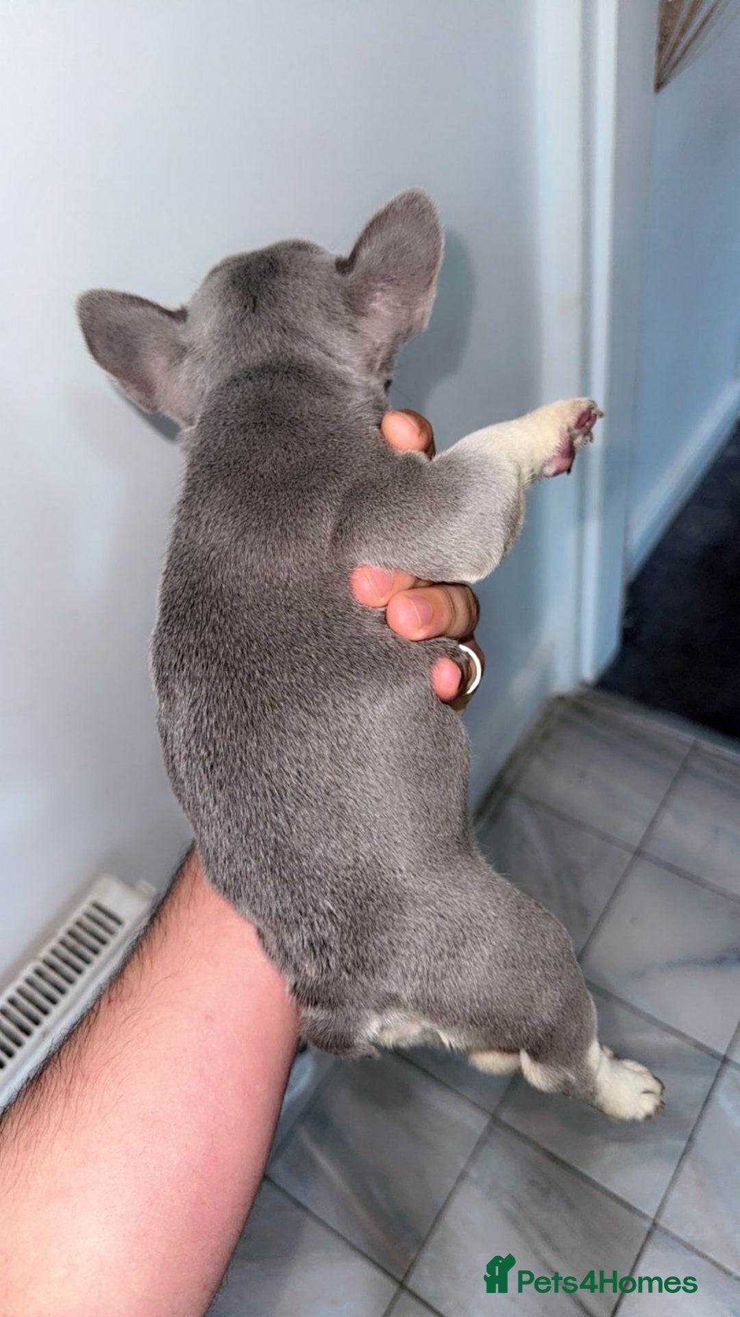 French Bulldog dogs for sale: Beautiful French BullDog - Image 9