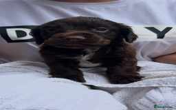 Cocker Spaniel dogs for sale: 7 gorgeous cocker spaniel puppy’s 🐶 - Image 9