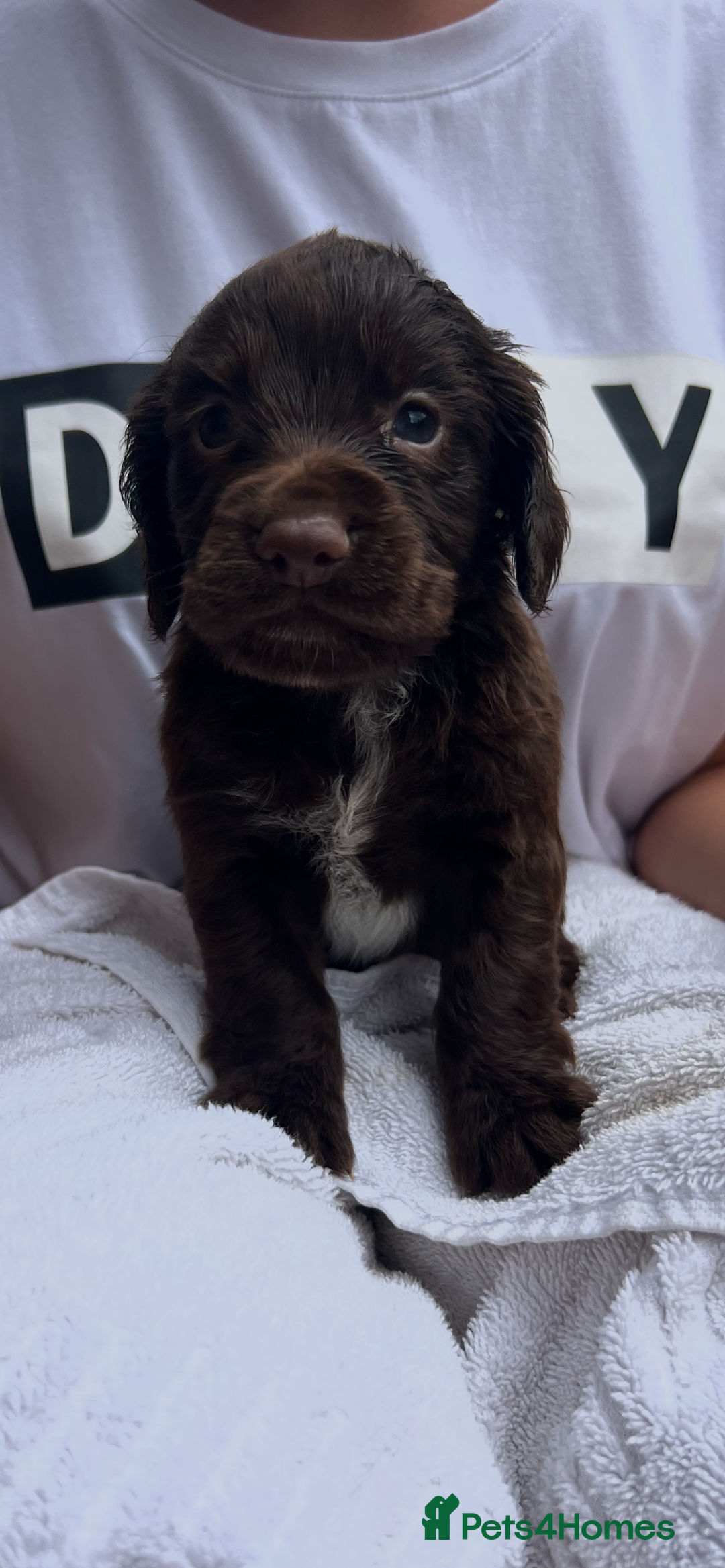 Cocker Spaniel dogs for sale: 7 gorgeous cocker spaniel puppy’s 🐶 - Image 9