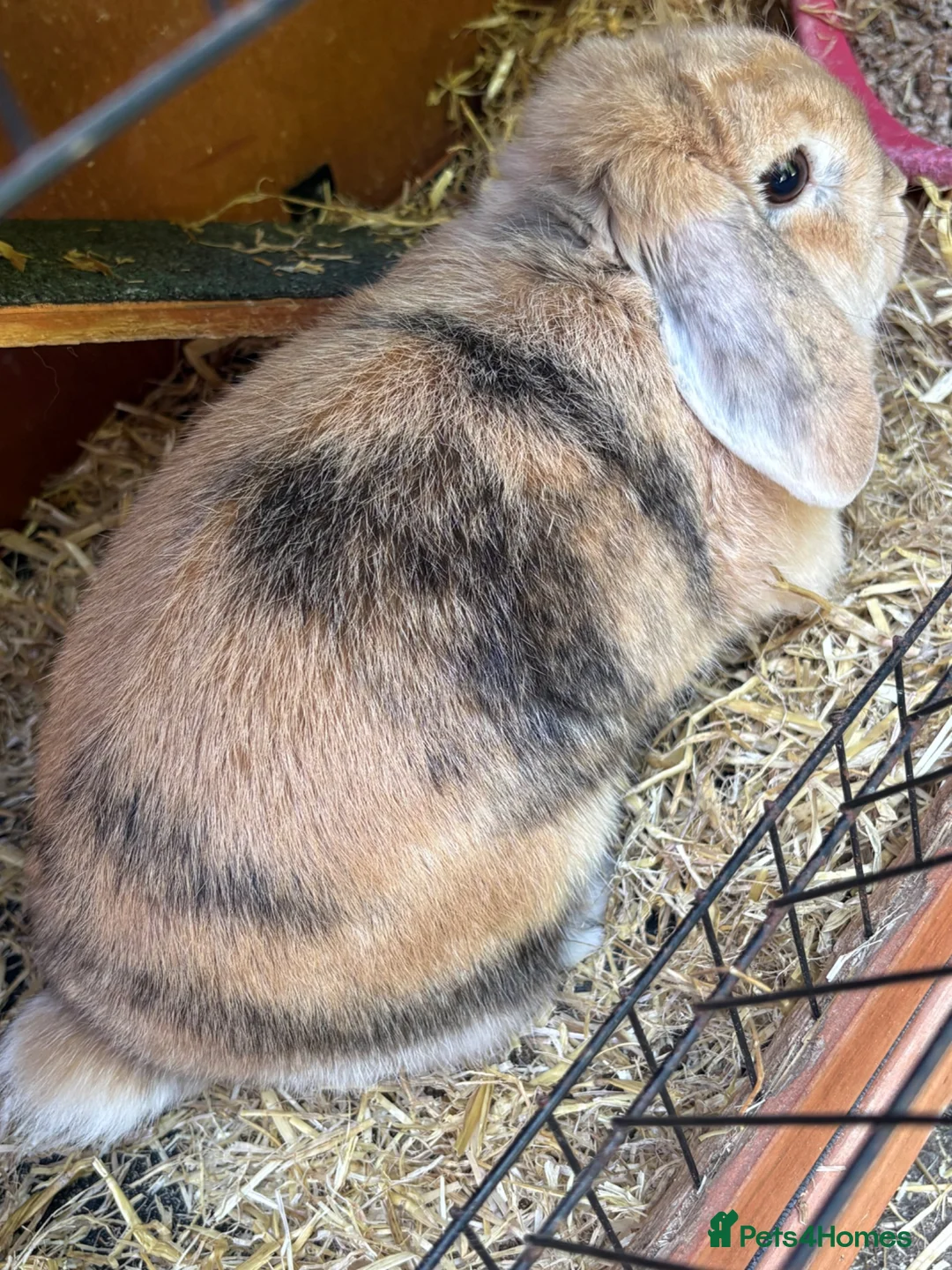 Mini Lop rabbits for sale: Mini lop rabbit  - Advert 2