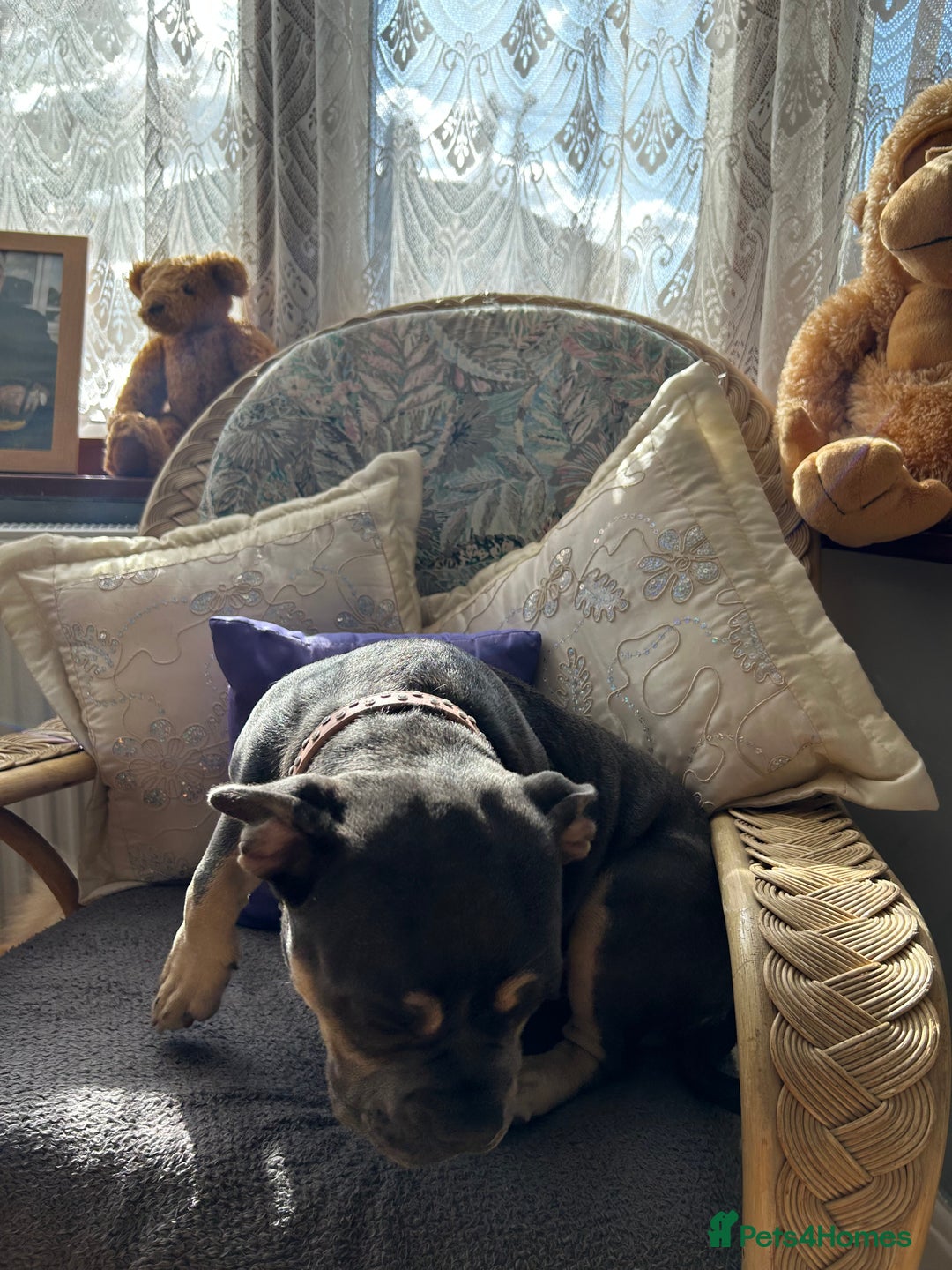 French Bulldog dogs for sale: Female lilac and tan French bulldog  - Image 9