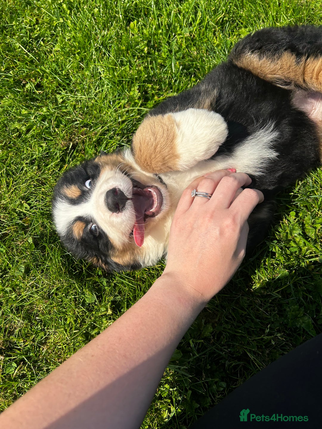 Bernese Mountain Dog dogs for sale: Bernese mountain dogs - Image 3