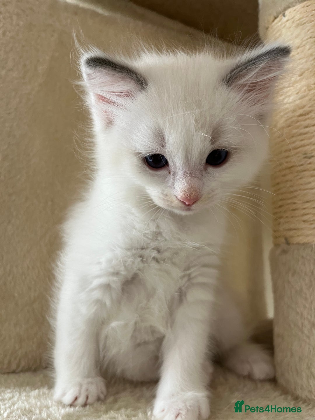 Ragdoll cats for sale: Pure Ragdoll kittens for sale london  - Image 7
