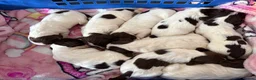 English Springer Spaniel dogs for sale: Litter of springer spaniel puppies!  - Advert 7